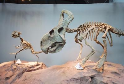 Chongqing Natural History Museum