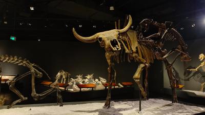 Chongqing Natural History Museum