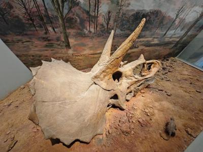Chongqing Natural History Museum