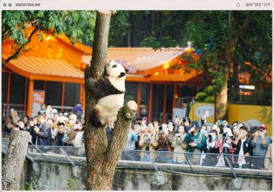Chongqing Zoo