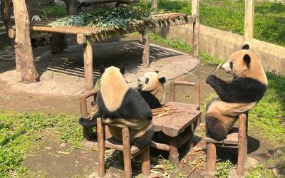 Chongqing Zoo