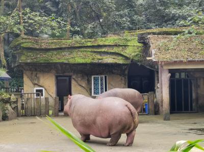 Chongqing Zoo