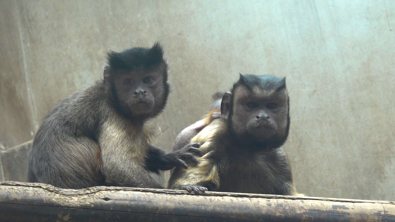 Chongqing Zoo
