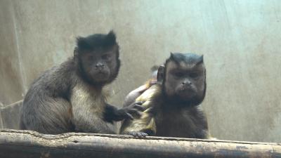 Chongqing Zoo