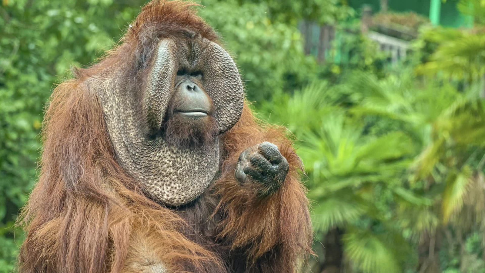 Chongqing Zoo